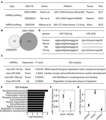 Suppression of miR-130a-3p Attenuates Oxygen–Glucose Deprivation/Reoxygenation-Induced Dendritic Spine Loss by Promoting APP